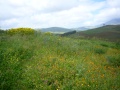 calatefimi-segesta-10