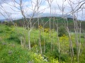 calatefimi-segesta-11