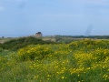 selinunte-3